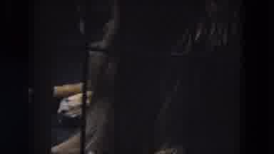 Chicago Illinois-1972: Large Lion and Two Cubs in Separate Cages