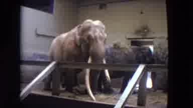 Chicago Illinois (1972): In A Zoo Couple Of Elephant Moving Around The Cage