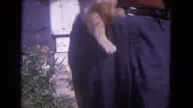 Chicago Illinois (1972): Vintage Film Man Pants Holding Orange Tabby Cat Legs