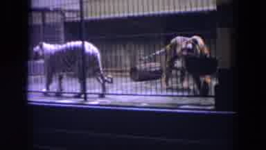 Chicago Illinois (1972): Two Tigers Pacing In Cage And A Rhino In Enclosure At A