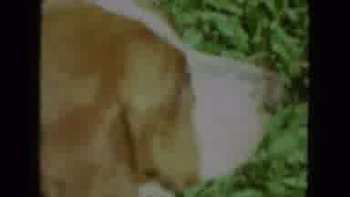 Chicago Illinois (1972): A Dog Is Aching The Photo And Video See Looking Beautiful