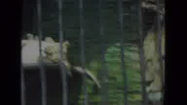 Chicago Illinois (1972): Lion Walking His Cage Followed By A Tiger