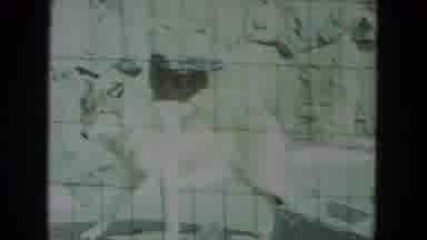 Chicago Illinois (1972): A Wolf In A Cage In Zoo Searching For A Way To Runaway