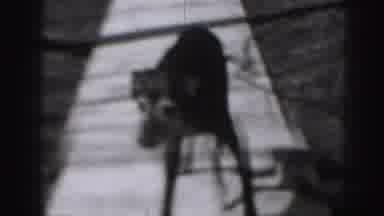Harrisburg Penn (1946): A Dog Moving Around The Park With Searching Mindset