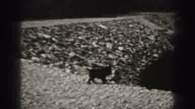 New Cumberland Penn (1946): A Small Dog Moving Around The Ground And Hills