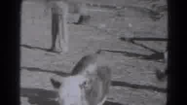 Lincoln Nebraska (1947): A Kid On The Back Of A Calf Being Snatched