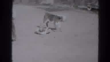 Lincoln Nebraska (1947): Boy Roping A Calf While An Audience Of Adults Watches