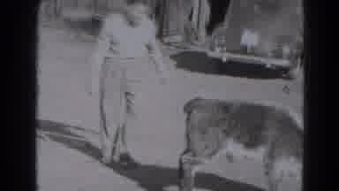 Lincoln Nebraska (1947): Children Attempting To Ride A Calf