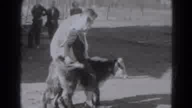 Lincoln Nebraska (1947): A Child Cow Been Used Like Horse For The Young Boy And
