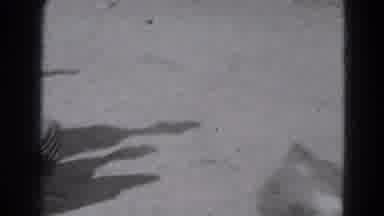 Lincoln Nebraska (1947): View Of Person Wrestling Roped Steer On A Bright Sunny