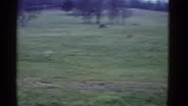 Boston Mass-1951: Cross-Country Runners Compete In A Grass Field