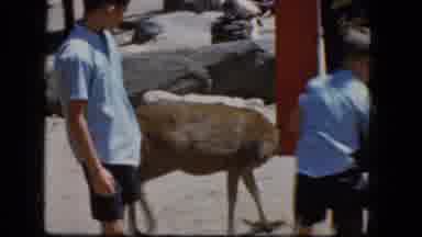 Merrick New York-1965: Boy Wearing Blue Shirt Pets Deer On A Bright Sunny Day
