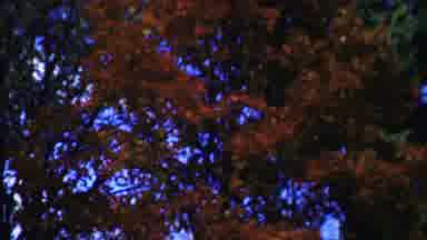 Cheyenne County Kansas (1958): Camera Captures The Fall Foliage And The Leaves