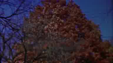 Cheyenne County Kansas (1958): A Huge And Color Tree Was Great To See Around The