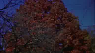 Cheyenne County Kansas (1958): A Colorful And Long Big Trees Are Standing Tall