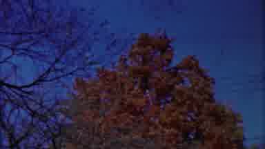 Cheyenne County Kansas (1958): One Windy Day And The Trees Are Swaying Hard