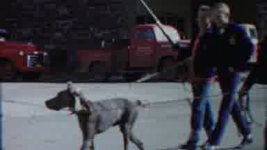 Cheyenne County Kansas (1958): A Huge Dog Was Big And Is Been To Brought In The