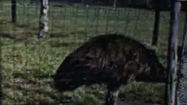 Cheyenne County Kansas (1958): In A Zoo In A Beautiful Peacock Moving Around The