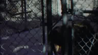 Cheyenne County Kansas (1958): Brown Bear Inside Chain Link Enclosure At Animal