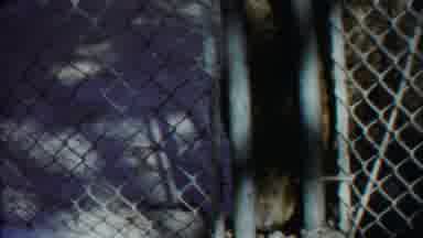 Cheyenne County Kansas (1958): A Huge Animal Was Moving Around The Cage Inside