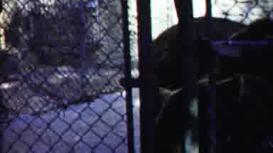 Cheyenne County Kansas (1958): Bear In Cage Getting Fed A Berry