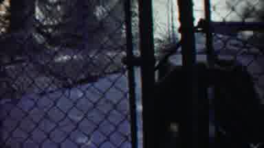 Cheyenne County Kansas (1958): Couple Of Tigers Moving Around The Cage