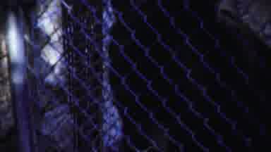 Cheyenne County Kansas (1958): Adult Bear Behind Some Wire Fencing Outdoors Moving