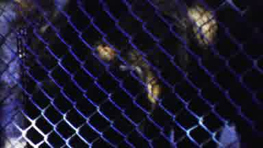 Cheyenne County Kansas (1958): Bear Moving Around In The Cage To Show Its Beauty