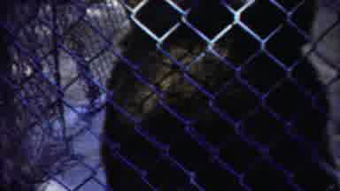 Cheyenne County Kansas (1958): Tigers Walk Around The Cage