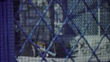 Cheyenne County Kansas (1958): Primate Hangs From Chain Link Fence On A Bright