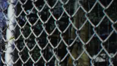 Cheyenne County Kansas (1958): View Of Monkey Hanging On Fence On A Sunny Day