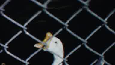 Cheyenne County Kansas (1958): A Nice Moving Duck Are In The Lake With Fence
