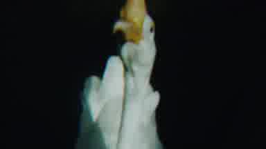 Cheyenne County Kansas (1958): A White Goose Swims At Night Under A Light Followed