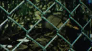 Cheyenne County Kansas (1958): A Duck Taking Shower