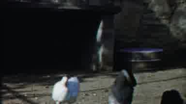 Cheyenne County Kansas (1958): Ducks Groom Themselves While Standing On A Concrete