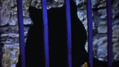 Cheyenne County Kansas (1958): Bearâs Face Right On The Fence
