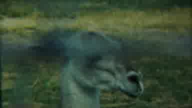 Cheyenne County Kansas (1958): A Huge And Talley Animal In The World Are Singing