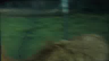 Cheyenne County Kansas (1958): In A Zoo Single Deer Moving Around The Cage