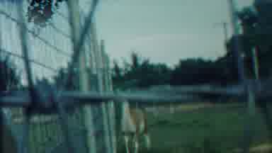 Cheyenne County Kansas (1958): Home Video Footage Of A Deer In Enclosure With