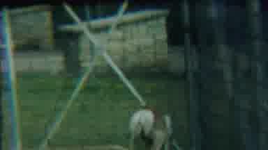 Cheyenne County Kansas (1958): Deer Eats Grass Greedily