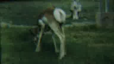 Cheyenne County Kansas (1958): Deer With A Fuzzy Tail Eats Grass In A Pasture