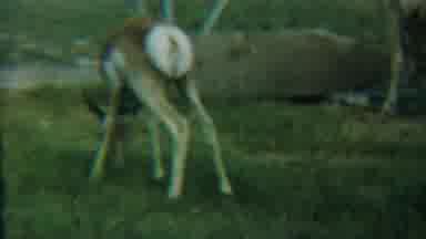 Cheyenne County Kansas (1958): A Great And Natural Animals Are Inside The Fence