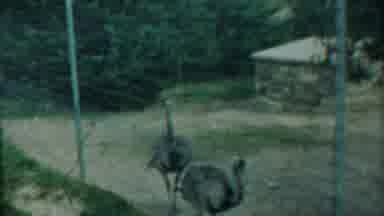 Cheyenne County Kansas-1958: Pair Of Emus Walking Beside Wire Fence On A Clear