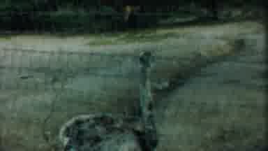 Cheyenne County Kansas (1958): Close Up View Of Emu Behind Fence On A Clear Day