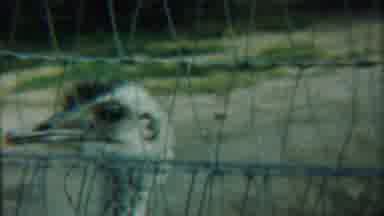 Cheyenne County Kansas (1958): In A Zoo Single Peacock To Aching And Moving Around