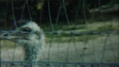 Cheyenne County Kansas (1958): An Ostrich And Goats Stuck In Fence Looking The