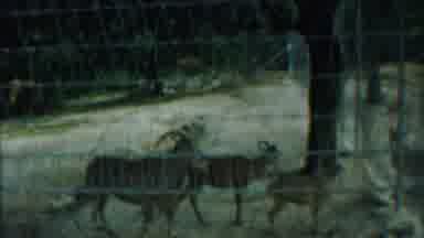 Cheyenne County Kansas (1958): Group Of Rams Congregating Behind Fenced In Area In