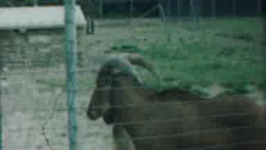Cheyenne County Kansas (1958): A Large Goat Roaming Fenced In Paddock On The Farm
