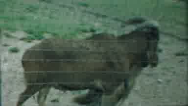 Cheyenne County Kansas (1958): View Of Long Haired Goat And Swimming Goldfish In