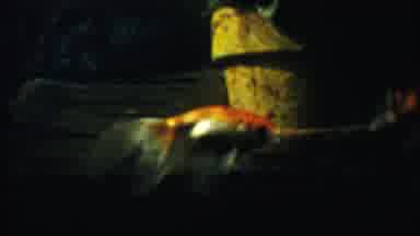 Cheyenne County Kansas (1958): Two Beautiful Orange Nice Looking Fish Swimming
